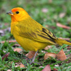 Saffron Finch